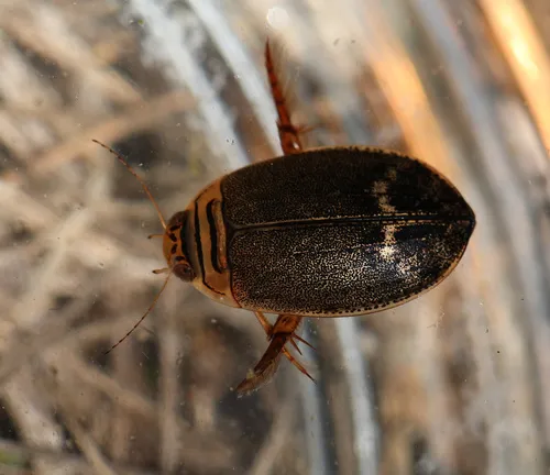 Abbreviated Predaceous Diving Beetle