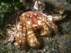 Pagurus capillatus thumbnail 2