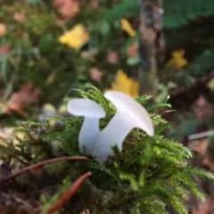 Toothed Jelly Fungus thumbnail 3