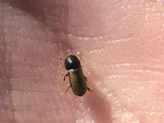 Trypodendron domesticum thumbnail 2