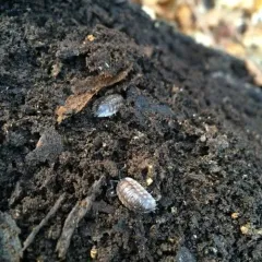 Common Shiny Woodlouse thumbnail 3