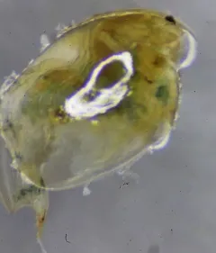 Eurycercus longirostris thumbnail 4