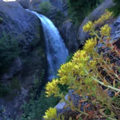 Oregon Stonecrop thumbnail 3