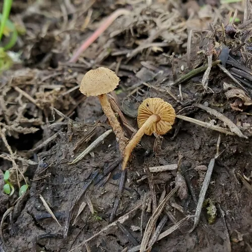 Flammulaster muricatus