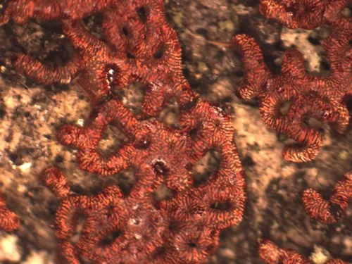 Willkommlangea reticulata