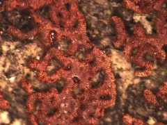 Willkommlangea reticulata thumbnail 1