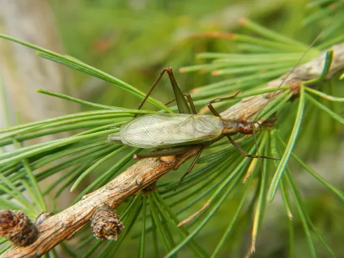 Tamarack Tree Cricket