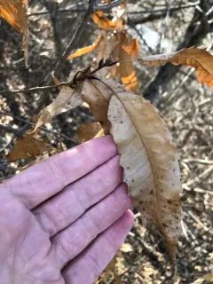 Sawtooth oak thumbnail 2