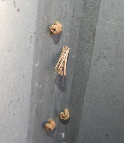 Snail-case Bagworm Moth