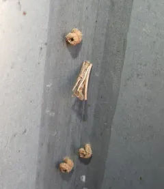 Snail-case Bagworm Moth thumbnail 1