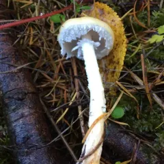 Questionable Stropharia thumbnail 4