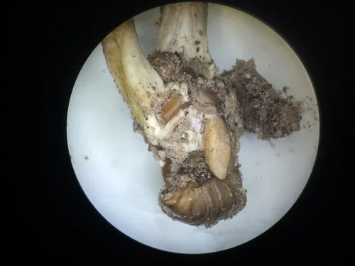 Tolypocladium paradoxum