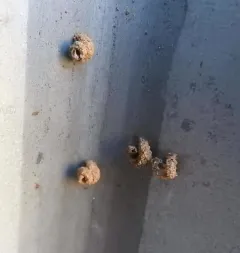 Snail-case Bagworm Moth thumbnail 3