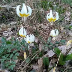 Cream Fawn Lily thumbnail 4