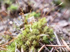 Wahlenberg's Spur Moss thumbnail 2