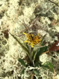 Yukon Groundsel thumbnail 1