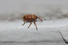 Curculio rubidus thumbnail 3
