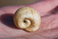 File Ramshorn thumbnail 4