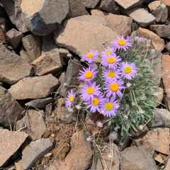 Hairy-seed Fleabane thumbnail 2