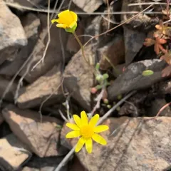 spring gold thumbnail 3