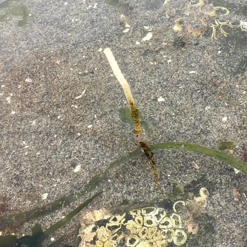 Glassy Tubeworm