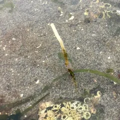 Glassy Tubeworm thumbnail 1