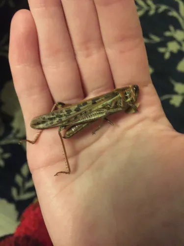 American Bird Grasshopper