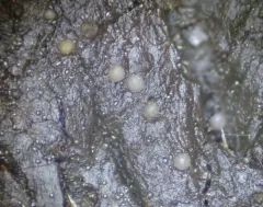 Thelebolus stercoreus thumbnail 2