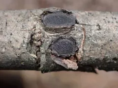 Biscogniauxia repanda thumbnail 3