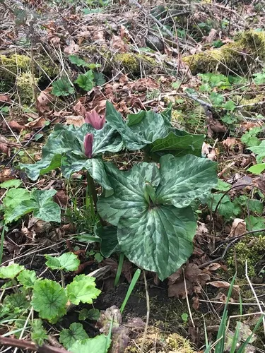 giant wakerobin