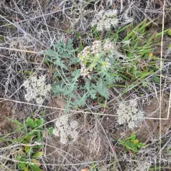 bigseed biscuitroot thumbnail 2