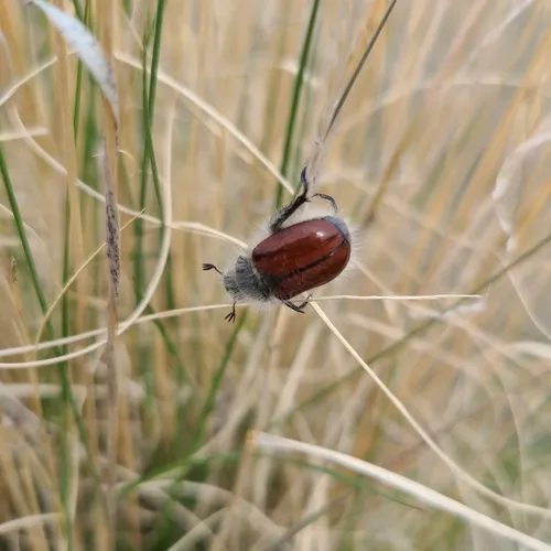 Hairy Bear Scarab Beetle