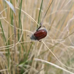 Hairy Bear Scarab Beetle thumbnail 1