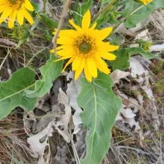 Carey's balsamroot thumbnail 2
