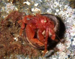 Stevens' Hermit Crab thumbnail 4
