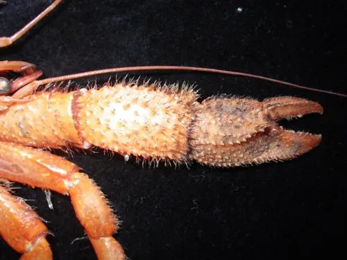 Longhand Hermit Crab