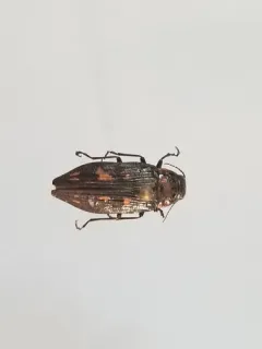 Nutall's Buprestid Beetle thumbnail 2