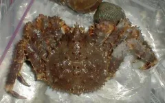 Blue King Crab thumbnail 3