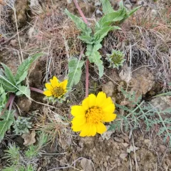 Rosy Balsamroot thumbnail 2