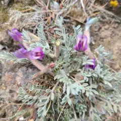 woollypod milkvetch thumbnail 3