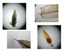 Cuspidate Earth Moss thumbnail 2