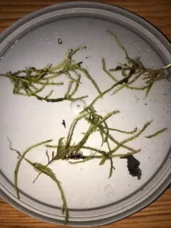 Dull Starry Feather-moss thumbnail 3