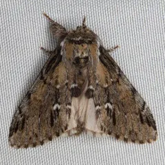 Georgian Prominent thumbnail 3