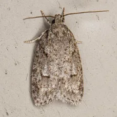 Bog Bibarrambla Moth thumbnail 4