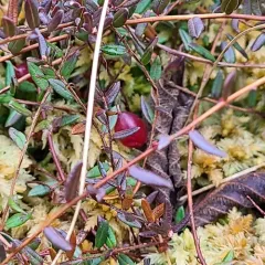 bog cranberry thumbnail 3