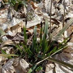 Carey's sedge thumbnail 2