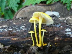 Golden-scruffy Collybia thumbnail 4
