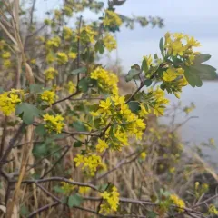 golden currant thumbnail 4