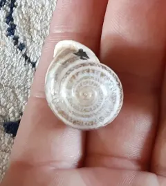 Milk Snail thumbnail 2