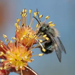 Blue Orchard Bee thumbnail 2